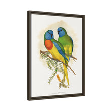 Prachtsittich (Neophema splendida) farbige Holzstichplatte von Alexander Francis Lydon