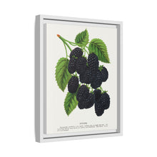 Snyder Blackberry lithograph from Botanical Specimen published by Rochester Lithographing