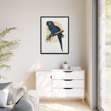 Hyacinthine Macaw (Anodorhynchus hyacinthinus) colored wood-engraved plate by Alexander Francis Lydon.