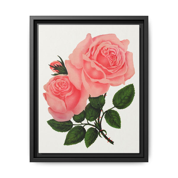 Pink Rose, La France Lithograph (1900) - NOMADEN ART GALLERY