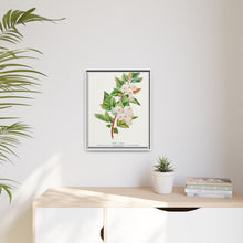 Spirea Aurea flowers lithograph. Digitally enhanced from our own original 1900 edition plates of Botanical Specimen published by Rochester Lithographing