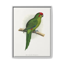 New Zealand Parrakeet (Cyanoramphus novaezelandiae) colored wood-engraved plate by Alexander Francis Lydon - NOMADEN ART GALLERY