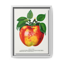 Wolf River apple lithograph. Digitally enhanced from our own original 1900 edition plates of Botanical Specimen published by Rochester Lithographing - NOMADEN ART GALLERY
