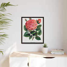Pink rose, Glorie de Dijon lithograph. Digitally enhanced from our own original 1900 edition plates of Botanical Specimen published by Rochester Lithographing