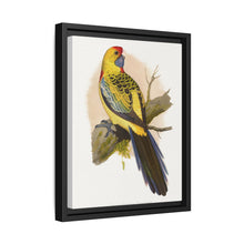 Yellow-Rumped Parrakeet (Platycercus elegans flaveolus) colored wood-engraved plate by Alexander Francis Lydon. - NOMADEN ART GALLERY
