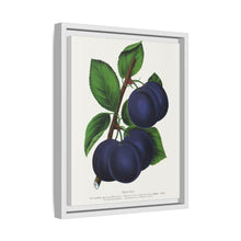 Niagara plum lithograph. Digitally enhanced from our own original 1900 edition plates of Botanical Specimen published by Rochester Lithographing