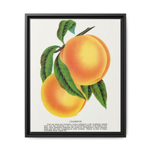Champion plum lithograph from Botanical Specimen published by Rochester Lithographing - NOMADEN ART GALLERY