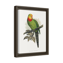 Barraband's Parakeet (Polytelis swainsonii) colored wood-engraved plate by Alexander Francis Lydon