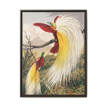 Birds of Paradise: Vintage Natural History Art by Benjamin Fawcett (1808 - 1893) - NOMADEN ART GALLERY
