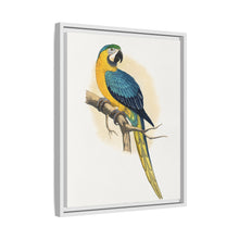 Blue and Yellow Macaw (Ara ararauna) colored wood-engraved plate by Alexander Francis Lydon