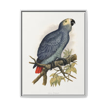 Grey Parrot (Psittacus erithacus) colored wood-engraved plate by Alexander Francis Lydon. - NOMADEN ART GALLERY