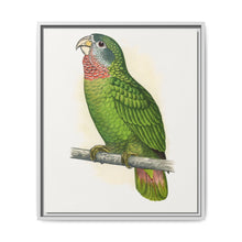 Jamaica Parrot (Amazona collaria) colored wood-engraved plate by Alexander Francis Lydon - NOMADEN ART GALLERY
