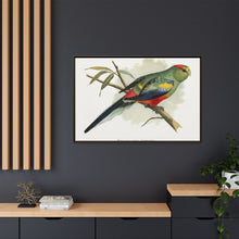 Many-Coloured Parrakeet (Psephotellus varius) colored wood-engraved plate by Alexander Francis Lydon