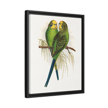 Budgerigar (Melopsittacus undulatus) colored wood-engraved plate by Alexander Francis Lydon