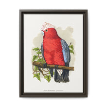 Rose-Breasted Cockatoo (Eolophus roseicapillus) colored wood-engraved plate by Alexander Francis Lydon. - NOMADEN ART GALLERY
