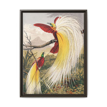 Birds of Paradise: Vintage Natural History Art by Benjamin Fawcett (1808 - 1893) - NOMADEN ART GALLERY