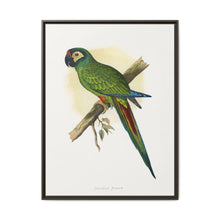 llliger's Macaw (Primolius maracana) colored wood-engraved plate by Alexander Francis Lydon - NOMADEN ART GALLERY