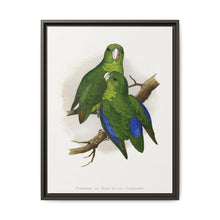 Passerine or Blue-winged Parrakeet (Psittacula columboides) colored wood-engraved plate by Alexander Francis Lydon - NOMADEN ART GALLERY