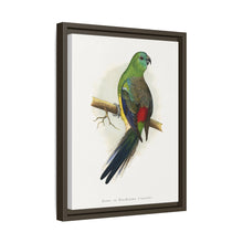 Blood or Red-Rumped Parrakeet (Psephotus haematonotus) colored wood-engraved plate by Alexander Francis Lydon