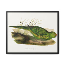 Green Ground Parrot (Pezoporus wallicus) colored wood-engraved plate by Alexander Francis Lydon - NOMADEN ART GALLERY