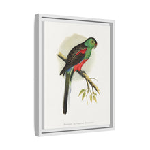 Beautiful or Paradise Parrakeet (Psephotus pulcherrimus) colored wood-engraved plate by Alexander Francis Lydon