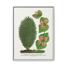 Tartarian, Upright Honeysuckle bush lithograph. Digitally enhanced from our own original 1900 edition plates of Botanical Specimen published by Rochester Lithographing - NOMADEN ART GALLERY