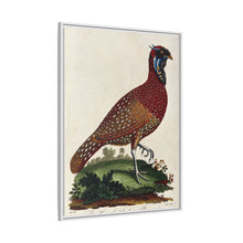 A horned Indian pheasant standing on the grass by J. Pass after J. E. Ihle.