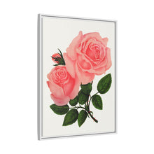 Pink Rose, La France Lithograph (1900)