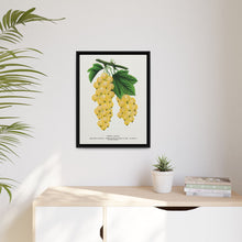 White Grape Lithograph | Vintage Botanical Wall Art Print