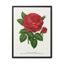 Red rose, General Jacquemont flower lithograph. Digitally enhanced from our own original 1900 edition plates of Botanical Specimen published by Rochester Lithographing - NOMADEN ART GALLERY