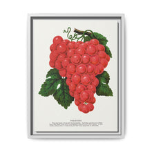 Vergennes grape lithograph. Digitally enhanced from our own original 1900 edition plates of Botanical Specimen published by Rochester Lithographing - NOMADEN ART GALLERY
