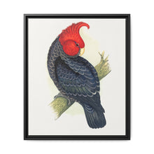 Gang-Gang Cockatoo (Callocephalon fimbriatum) colored wood-engraved plate by Alexander Francis Lydon - NOMADEN ART GALLERY