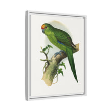 Golden-Crowned Parrakeet (Cyanoramphus auriceps) colored wood-engraved plate by Alexander Francis Lydon