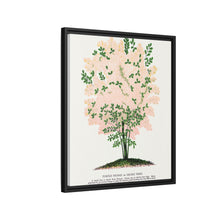 Purple Fringe tree lithograph. Digitally enhanced from our own original 1900 edition plates of Botanical Specimen published by Rochester Lithographing