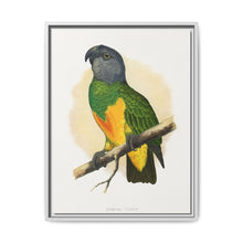 Senegal Parrot (Poicephalus senegalus) colored wood-engraved plate by Alexander Francis Lydon. - NOMADEN ART GALLERY