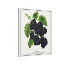 Snyder Blackberry lithograph from Botanical Specimen published by Rochester Lithographing