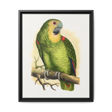 Blue-Fronted Amazon (Amazona aestiva) colored wood-engraved plate by Alexander Francis Lydon - NOMADEN ART GALLERY
