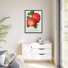 Duchess of Oldenburg apples lithograph from Botanical Specimen published by Rochester Lithographing