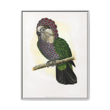 Hawk-Headed Parrot (Deroptyus accipitrinus) colored wood-engraved plate by Alexander Francis Lydon. - NOMADEN ART GALLERY