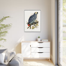 Grey Parrot (Psittacus erithacus) colored wood-engraved plate by Alexander Francis Lydon.