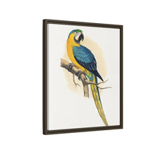 Blue and Yellow Macaw (Ara ararauna) colored wood-engraved plate by Alexander Francis Lydon