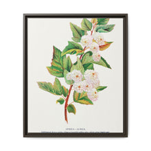 Spirea Aurea flowers lithograph. Digitally enhanced from our own original 1900 edition plates of Botanical Specimen published by Rochester Lithographing - NOMADEN ART GALLERY