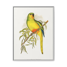 Orange-Bellied Parrakeet (Neophema chrysogaster) colored wood-engraved plate by Alexander Francis Lydon. - NOMADEN ART GALLERY
