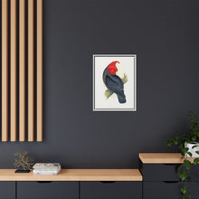 Gang-Gang Cockatoo (Callocephalon fimbriatum) colored wood-engraved plate by Alexander Francis Lydon
