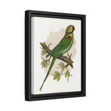 Alexandrine Parakeet (Psittacula eupatria) colored wood-engraved plate by Alexander Francis Lydon. - NOMADEN ART GALLERY