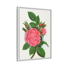 Pink rose, Salet Moss lithograph. Digitally enhanced from our own original 1900 edition plates of Botanical Specimen published by Rochester Lithographing