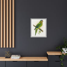 Petz's Conure (Aratinga canicularis) colored wood-engraved plate by Alexander Francis Lydon
