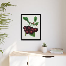 Black Tartarian cherry lithograph. Digitally enhanced from our own original 1900 edition plates of Botanical Specimen published by Rochester Lithographing