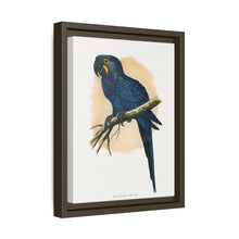 Hyacinthine Macaw (Anodorhynchus hyacinthinus) colored wood-engraved plate by Alexander Francis Lydon.