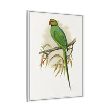 Ring-Necked or Bengal Parakeet (Psittacula columboides) colored wood-engraved plate by Alexander Francis Lydon